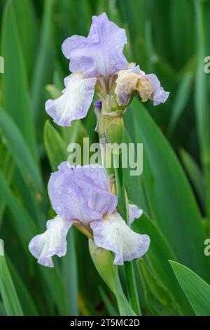 Iris Tirra Lirra. Iris bardé nain, fleurs bleues grisâtre douces, les chutes plus grises, barbes blanches bordées d'orange Banque D'Images