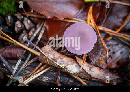 Champignon découvreur améthyste dans la New Forest, Angleterre - Laccaria ameystina Banque D'Images