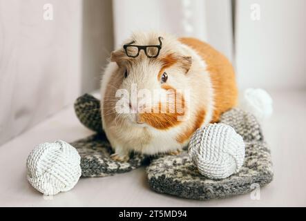 Concept de comment prendre soin de votre cobaye âgé. Le cobaye ou cobaye domestique, Cavia porcellus également connu sous le nom de cavy ou cavy domestique. Banque D'Images
