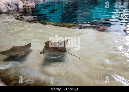 de petites raies nagent dans la piscine Banque D'Images