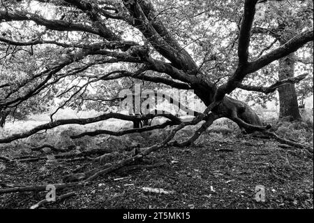 Vieux arbres dans la New Forest, Angleterre, en noir et blanc Banque D'Images