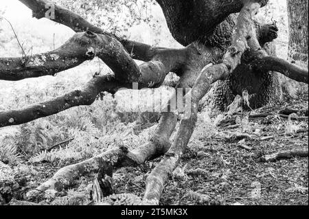 Vieux arbres dans la New Forest, Angleterre, en noir et blanc Banque D'Images