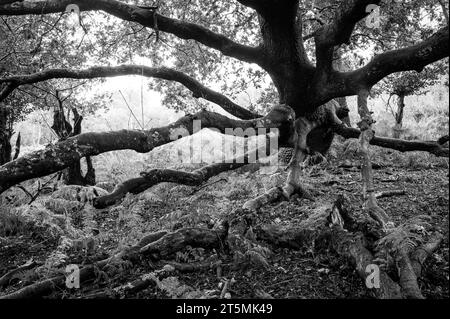 Vieux arbres dans la New Forest, Angleterre, en noir et blanc Banque D'Images