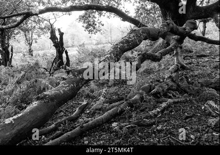 Vieux arbres dans la New Forest, Angleterre, en noir et blanc Banque D'Images