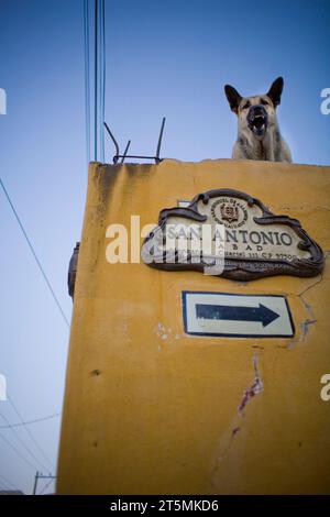 Chien protège sa maison près du centre-ville de San Miguel de Allende, Mexique. Banque D'Images