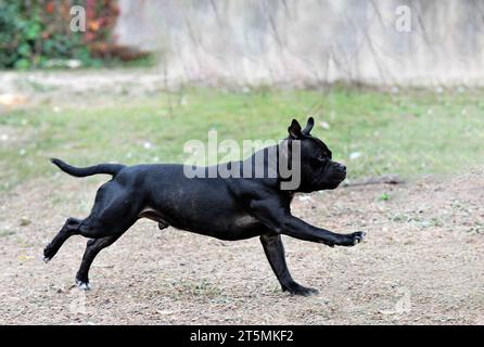 puppt staffordshire bull terrier libre dans la nature Banque D'Images