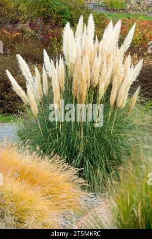 Pampas herbe, Cortaderia selloana, jardin, automne, herbes Banque D'Images