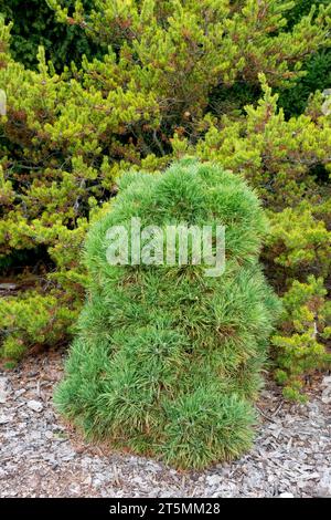 Deux pins PIN noir Pinus nigra 'globosa viridis' et Pinus banksiana 'Schoodicc' dans le jardin Banque D'Images