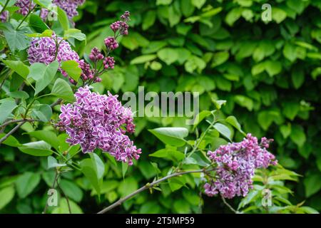 Lilas Syringa vulgaris sensation, unique, riche fleurs rouge violet ont un bord blanc à chaque pétale, Banque D'Images