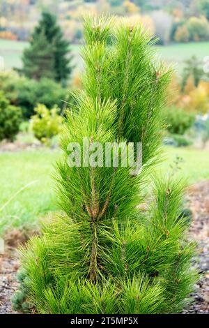 PIN rouge japonais, Pinus densiflora 'fastigiata' dans le jardin Banque D'Images