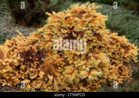 Larix kaempferi 'Tunis', Mélèze japonais, saison, automne, couleur, feuillage, nain, arbre, forme, conifère Banque D'Images