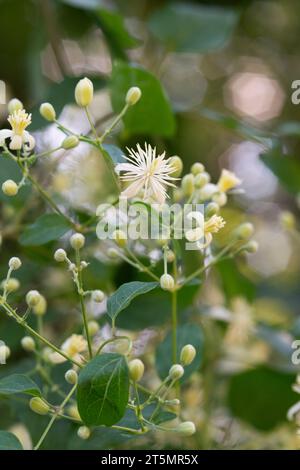 Italie, Lombardie, Travellers Joy Flowers, Clematis Vitalba Banque D'Images