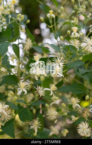 Italie, Lombardie, Travellers Joy Flowers, Clematis Vitalba Banque D'Images