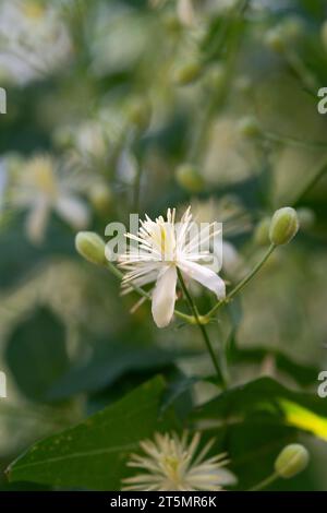 Italie, Lombardie, Travellers Joy Flowers, Clematis Vitalba Banque D'Images