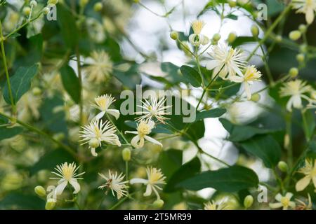 Italie, Lombardie, Travellers Joy Flowers, Clematis Vitalba Banque D'Images