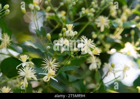 Italie, Lombardie, Travellers Joy Flowers, Clematis Vitalba Banque D'Images