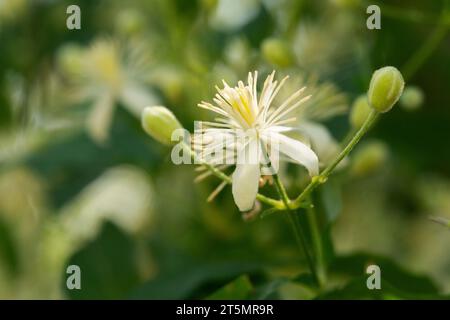 Italie, Lombardie, Travellers Joy Flowers, Clematis Vitalba Banque D'Images