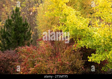 Saison, novembre, jardin, automne, couleur, arbres, arbre Maidenhair, Barberry japonais, automne, feuillage Banque D'Images