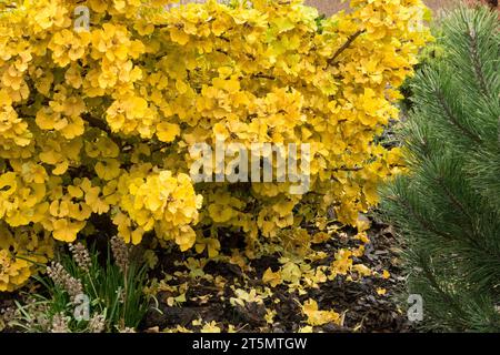 Automne, jaune, feuillage, ginkgo biloba 'Trolll', arbre Maidenhair, jardin Banque D'Images
