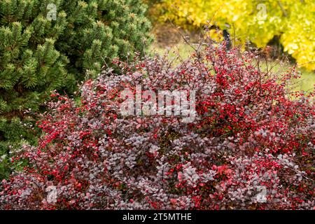 Foncé, rouge, vert, jaune, automne, jardin, Barberry japonais, Berberis thunbergii 'Pow Wow' Banque D'Images