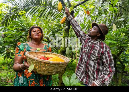Cueilleurs de cacao au travail, l’un tient le panier et l’autre coupe les gousses sur une branche haute Banque D'Images