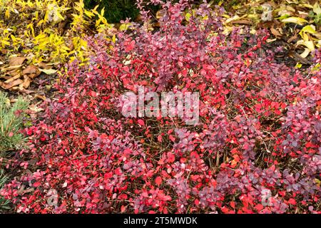 Barberry japonais, Berberis thunbergii 'inspiration' dans la couleur du jardin d'automne Banque D'Images