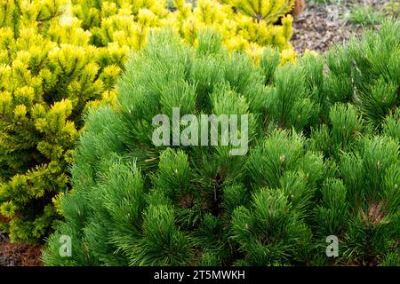 Aiguilles de pin noir européen Pinus nigra plante conifère pins jardin feuillage Pinus nigra 'Prince Noir' PIN autrichien Conifer Pinus Low Form Banque D'Images