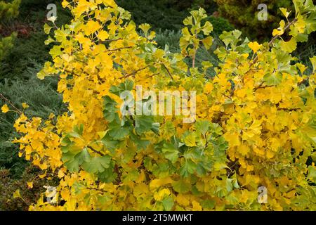 Arbre Maidenhair, ginkgo biloba 'Everton Broom' Banque D'Images