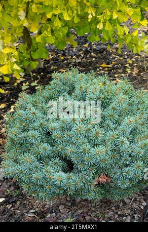 Pinaceae, plante, épinette bleue, conifères, épinette naine, saison, arbre Maidenhair, Ginkgo biloba, Gymnospermae, Picea pungens 'Haleys Blue' Banque D'Images