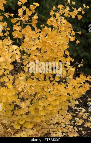 Ginkgo biloba 'Simon', arbre d'automne Maidenhai Banque D'Images