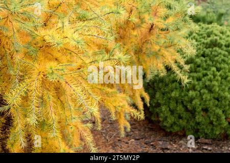 Larix, automne, feuillage, automne, mélèze japonais, Larix kaempferi 'Little Bogle', conifère dans le jardin Banque D'Images