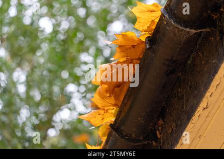 Automne ou feuilles d'automne dans une gouttière. Concept de nettoyage de gouttière commerciale, entretien de gouttière domestique et dégagement des feuilles. Banque D'Images