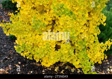 Maidenhair arbre, Ginkgo biloba 'Marona', automne, saison, arbre, ginkgo, jaune, feuillage, jardin Banque D'Images