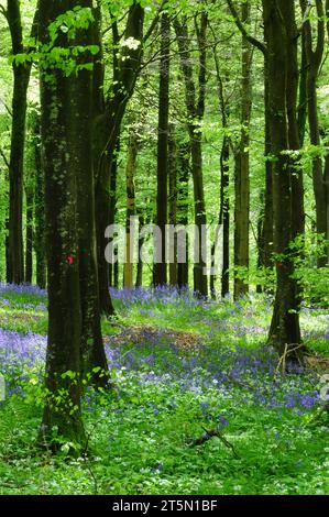 Jacinthes en bois Delcombe, Dorset, UK Banque D'Images