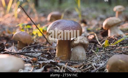 Champignons porcini parmi les feuilles tombées dans la forêt. Gros plan. Banque D'Images