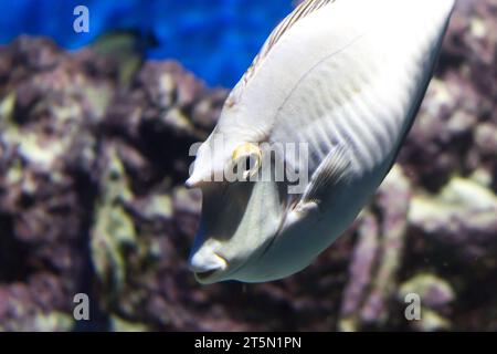 Bluespine unicornfish (NASO unicornis), également connu sous le nom de poisson unicornfish à nez court. Gros plan Banque D'Images