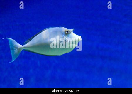 Bluespine unicornfish (NASO unicornis), également connu sous le nom de poisson unicornfish à nez court. Gros plan Banque D'Images