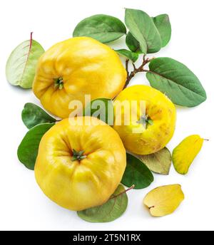 Coings de pomme mûrs avec des feuilles vertes isolées sur fond blanc. Banque D'Images