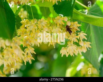 Abeille entre les fleurs de tilleul et abondance des feuilles de feuillage. Tilleul ou tilleul en fleur. Fond de nature d'été. Banque D'Images