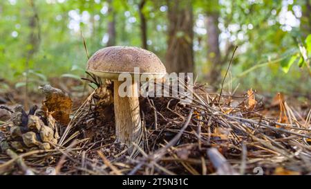 Champignons porcini parmi les feuilles tombées dans la forêt. Gros plan. Banque D'Images