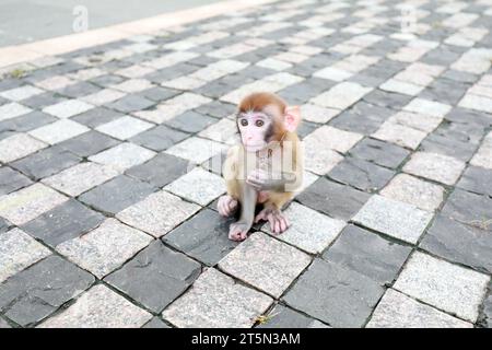 Singes animaux jouant sur le sol Banque D'Images