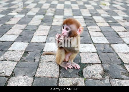 Singes animaux jouant sur le sol Banque D'Images