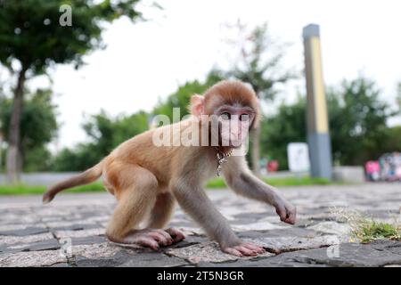 Singes animaux jouant sur le sol Banque D'Images