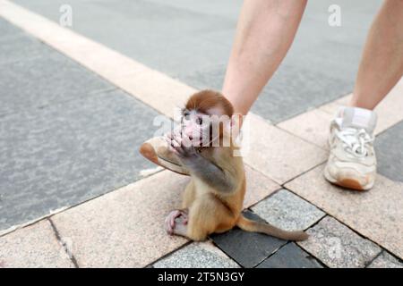Singes animaux jouant sur le sol Banque D'Images