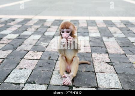 Singes animaux jouant sur le sol Banque D'Images