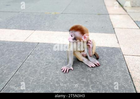 Singes animaux jouant sur le sol Banque D'Images