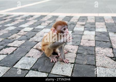 Singes animaux jouant sur le sol Banque D'Images
