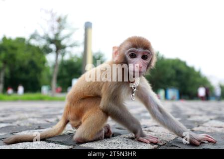 Singes animaux jouant sur le sol Banque D'Images