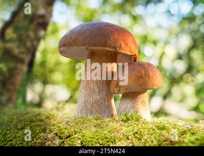 Champignons porcini poussant dans le coussin de mousse dans la forêt ensoleillée. Gros plan. Banque D'Images