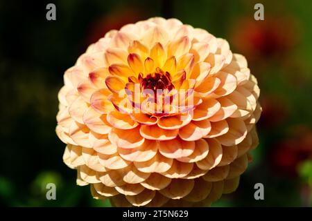 Une boule Dahlia Banque D'Images